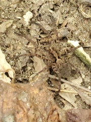 Tigrosa georgicola