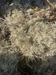 Cladonia portentosa