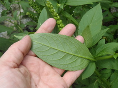 Phytolacca icosandra