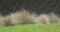 Austrostipa stipoides
