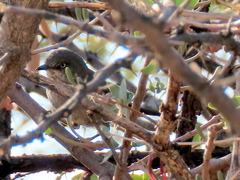 Curruca subcoerulea cinerascens