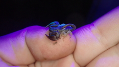 Euscorpius flavicaudis