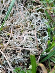 Cladonia furcata