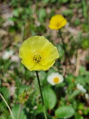 Papaver