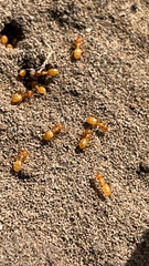 Acanthomyops