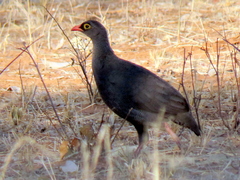 Pternistis adspersus