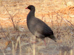 Pternistis adspersus