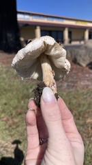 Leucoagaricus barssii