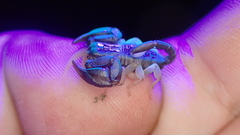 Euscorpius flavicaudis