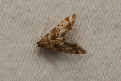 Petrophila confusalis