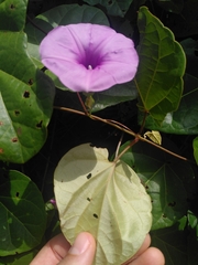 Ipomoea batatoides