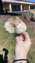 Leucoagaricus barssii