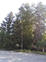 Betula