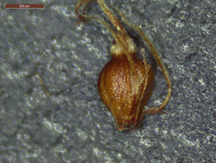 Eleocharis montevidensis