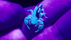 Euscorpius flavicaudis