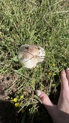 Leucoagaricus barssii