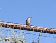 Oreoscoptes montanus