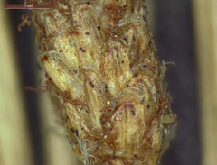 Eleocharis montevidensis