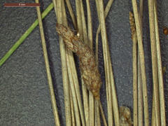 Eleocharis montevidensis