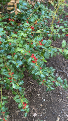 Ilex cornuta
