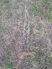 Artemisia umbrosa