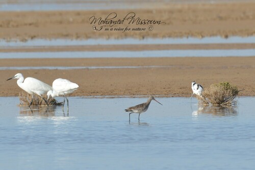 Black-tailed Godwit