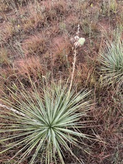 Yucca glauca