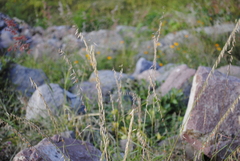 Bouteloua curtipendula
