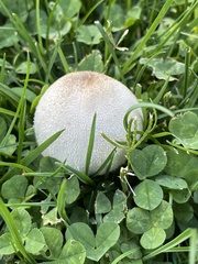 Leucoagaricus barssii