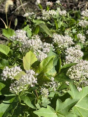 Mikania scandens