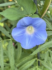 Ipomoea