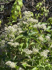 Mikania scandens