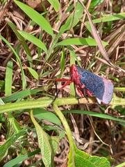 Kalidasa lanata