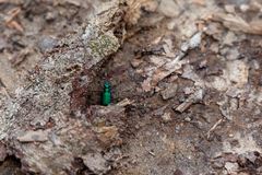 Cicindela sexguttata
