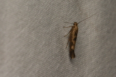Scythris