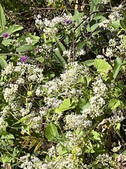 Mikania scandens