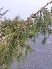 Juniperus cedrus