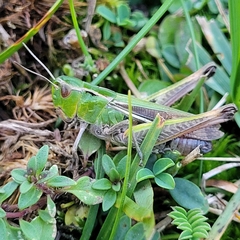 Stenobothrus lineatus