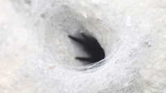 Segestria florentina