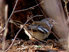 Cercotrichas leucophrys ovamboensis