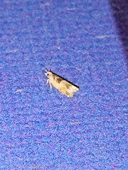 Crocidosema plebejana