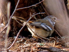 Cercotrichas leucophrys ovamboensis