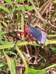 Kalidasa lanata