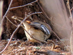 Cercotrichas leucophrys ovamboensis