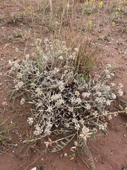 Eriogonum pauciflorum
