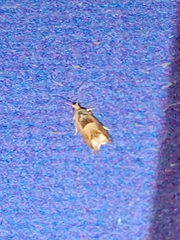 Crocidosema plebejana