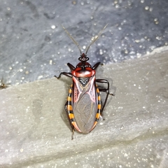 Brontostoma colossus