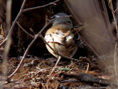 Cercotrichas leucophrys ovamboensis
