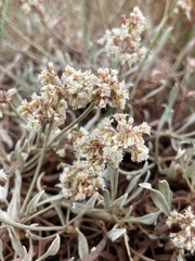 Eriogonum pauciflorum