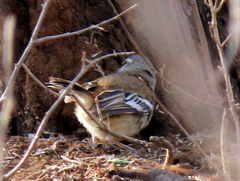 Cercotrichas leucophrys ovamboensis